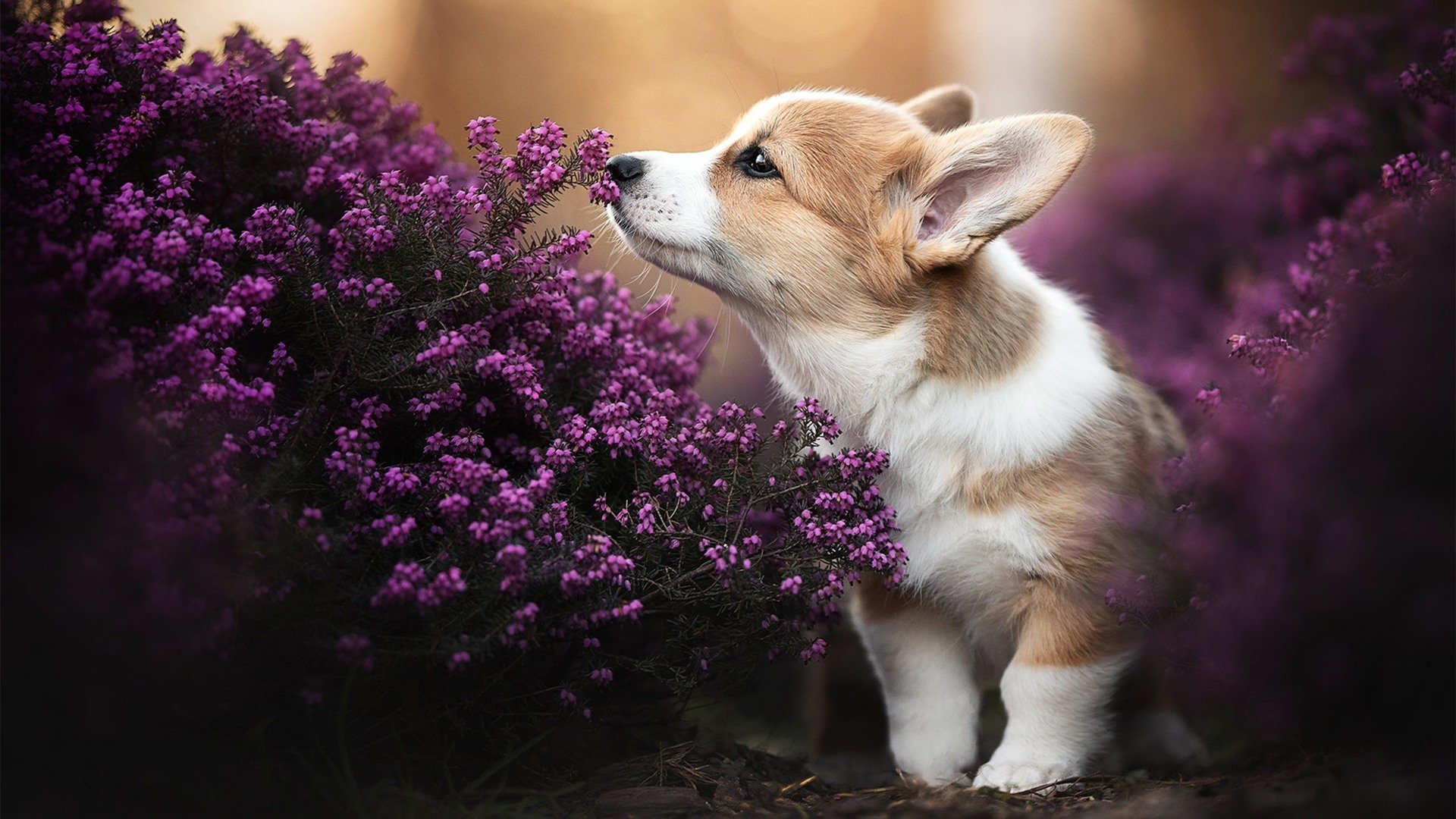 意甲VAR系统引入上下文语义评分减少误判率机制探索，意甲var使用规则