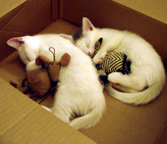 九游中心官网-德甲赛季中球员体能衰减趋势与恢复干预研究，德甲强度